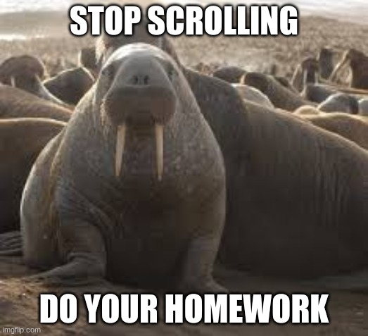 Meet Dante the walrus |  STOP SCROLLING; DO YOUR HOMEWORK | image tagged in walrus,fun,funny,lol,funny meme,lmao | made w/ Imgflip meme maker
