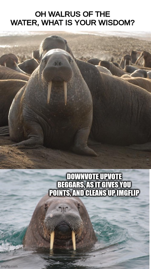 Walrus of wisdom |  OH WALRUS OF THE WATER, WHAT IS YOUR WISDOM? DOWNVOTE UPVOTE BEGGARS, AS IT GIVES YOU POINTS, AND CLEANS UP IMGFLIP | image tagged in walrus,fun,funny,lol,funny meme,too funny | made w/ Imgflip meme maker
