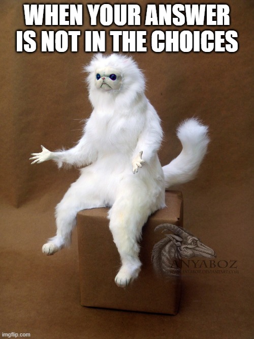 OH NOOO!!! | WHEN YOUR ANSWER IS NOT IN THE CHOICES | image tagged in memes,persian cat room guardian single | made w/ Imgflip meme maker