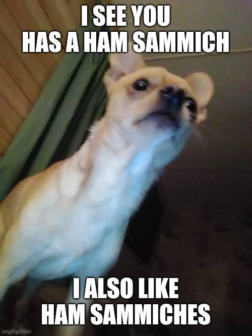 Sammich | I SEE YOU HAS A HAM SAMMICH; I ALSO LIKE HAM SAMMICHES | image tagged in funny chihuahua | made w/ Imgflip meme maker