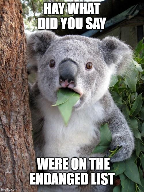 hay what | HAY WHAT DID YOU SAY; WERE ON THE ENDANGED LIST | image tagged in memes,surprised koala | made w/ Imgflip meme maker