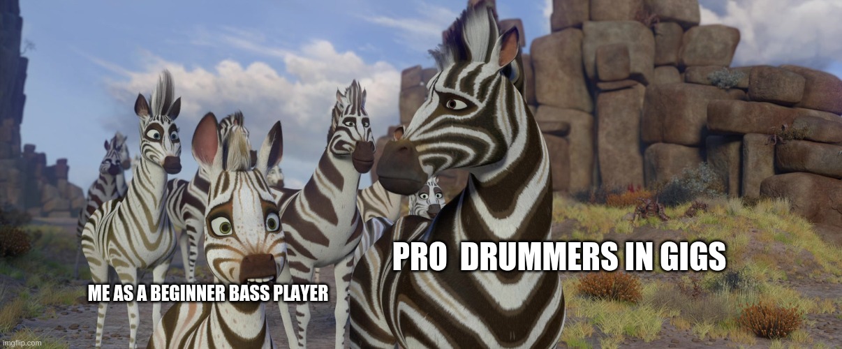Me as a  beginner Bass Player vs  pro gig drummers | PRO  DRUMMERS IN GIGS; ME AS A BEGINNER BASS PLAYER | image tagged in zebra | made w/ Imgflip meme maker