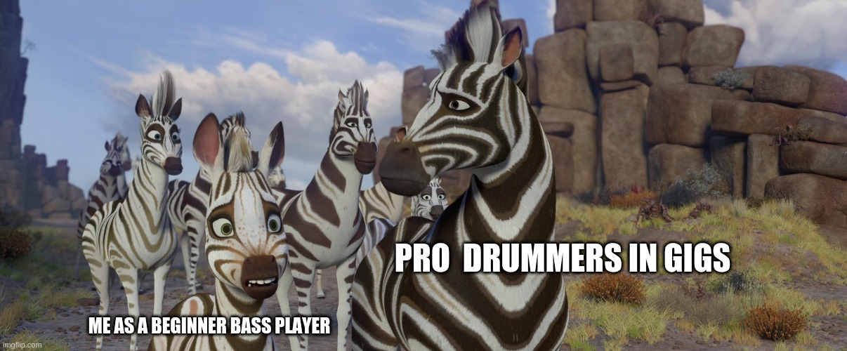 Beginner Bass Player vs  pro zebra drummers | PRO  DRUMMERS IN GIGS; ME AS A BEGINNER BASS PLAYER | image tagged in zebra | made w/ Imgflip meme maker