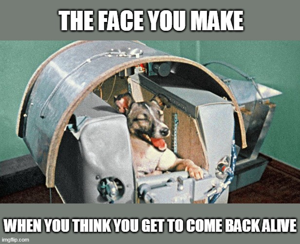 6 Days of Laika, Day 3 | THE FACE YOU MAKE; WHEN YOU THINK YOU GET TO COME BACK ALIVE | image tagged in laika | made w/ Imgflip meme maker