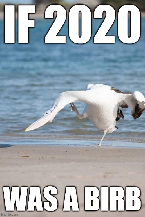 Birb2020 | IF 2020; WAS A BIRB | image tagged in if 2020 was a,seagull,2020 sucks | made w/ Imgflip meme maker