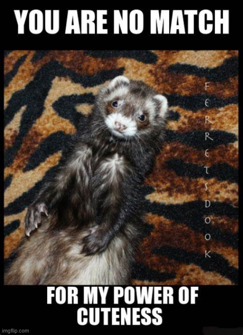 hopefully this will make your day :) | image tagged in memes,funny,cute,ferret,aww,cute baby | made w/ Imgflip meme maker