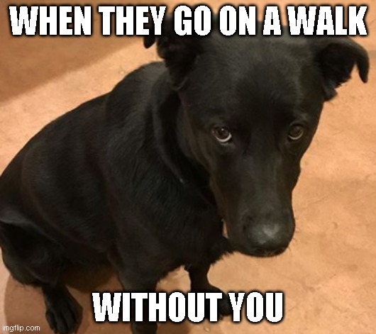 WHEN THEY GO ON A WALK; WITHOUT YOU | made w/ Imgflip meme maker