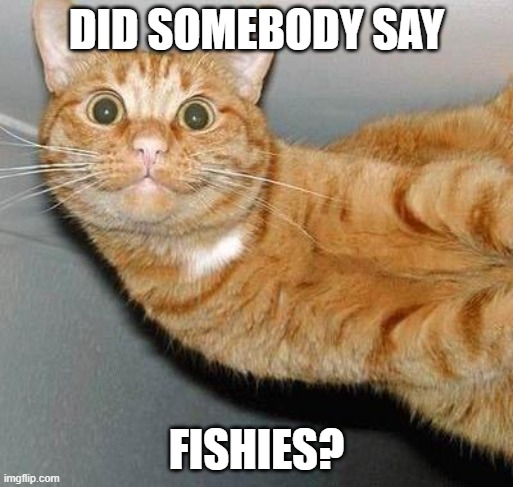 Sideways Happy Cat | DID SOMEBODY SAY; FISHIES? | image tagged in sideways happy cat | made w/ Imgflip meme maker