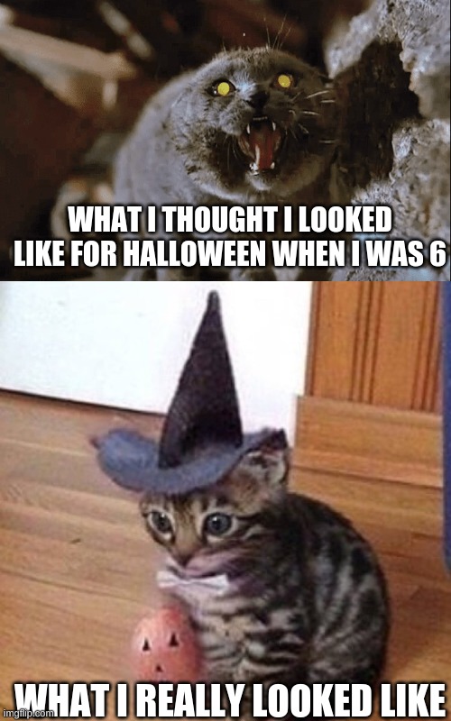 I wasn't a scary cat | WHAT I THOUGHT I LOOKED LIKE FOR HALLOWEEN WHEN I WAS 6; WHAT I REALLY LOOKED LIKE | image tagged in halloween,cats | made w/ Imgflip meme maker