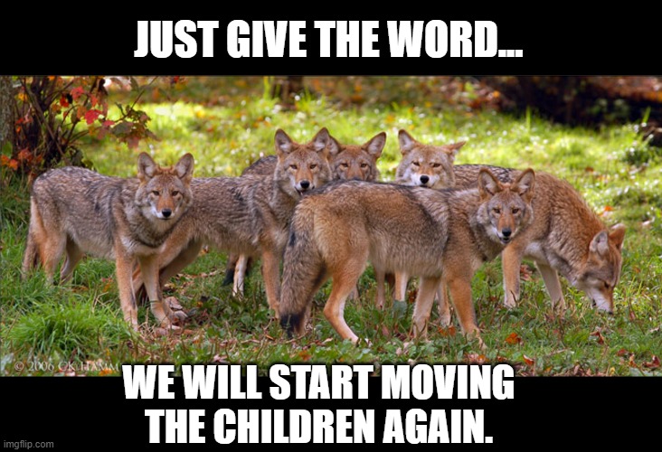 Coyote Green Light | JUST GIVE THE WORD... WE WILL START MOVING THE CHILDREN AGAIN. | image tagged in coyote,trafficking,immigration | made w/ Imgflip meme maker