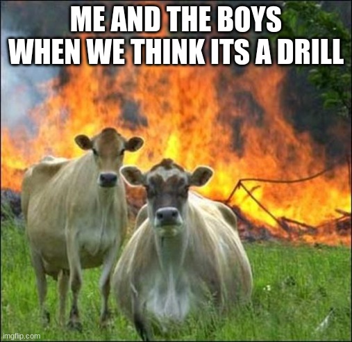 Evil Cows Meme | ME AND THE BOYS WHEN WE THINK ITS A DRILL | image tagged in memes,evil cows | made w/ Imgflip meme maker