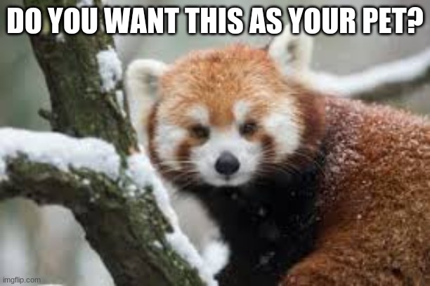 ??? | DO YOU WANT THIS AS YOUR PET? | image tagged in memes,red panda | made w/ Imgflip meme maker