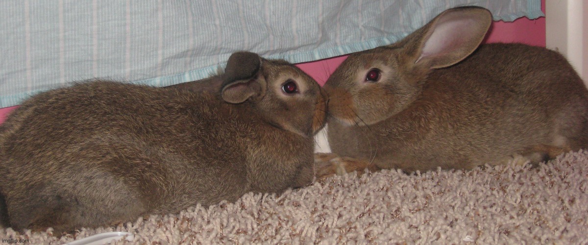 Our bunnies in 2009 | image tagged in things where better then,once but never again,weve all left the den,let me tell ya bout it | made w/ Imgflip meme maker