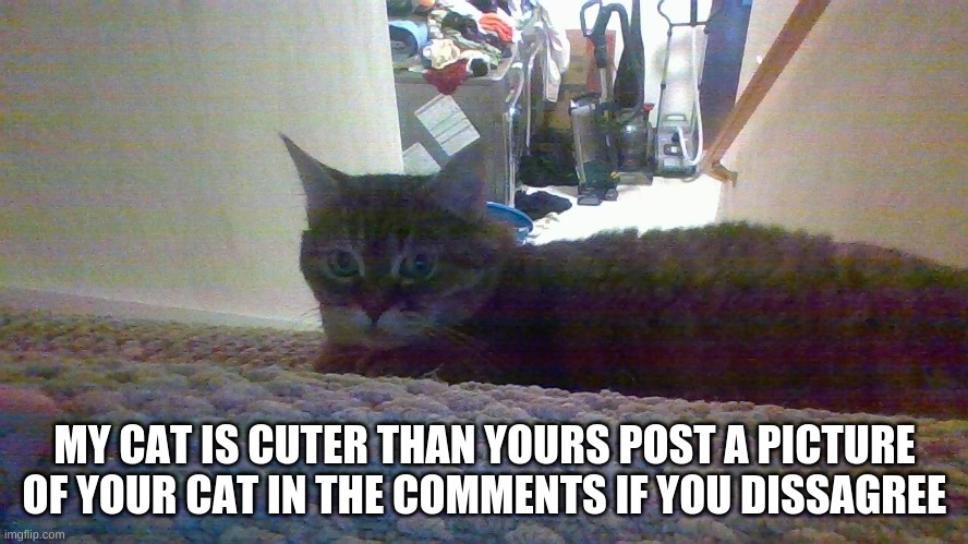 my cat is cuter | MY CAT IS CUTER THAN YOURS POST A PICTURE OF YOUR CAT IN THE COMMENTS IF YOU DISSAGREE | image tagged in cats | made w/ Imgflip meme maker