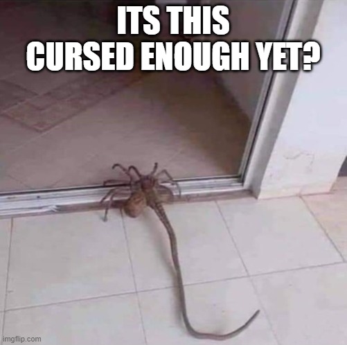 yes | ITS THIS CURSED ENOUGH YET? | image tagged in spooder | made w/ Imgflip meme maker