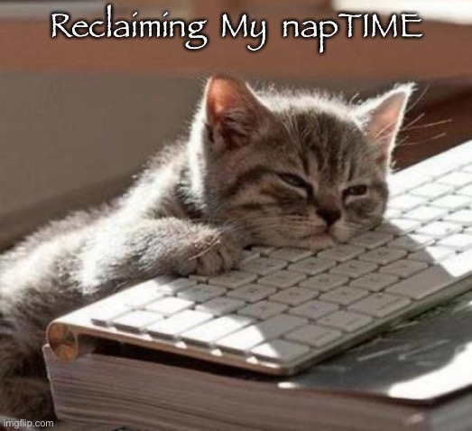 tired cat | Reclaiming  My  napTIME | image tagged in tired cat | made w/ Imgflip meme maker