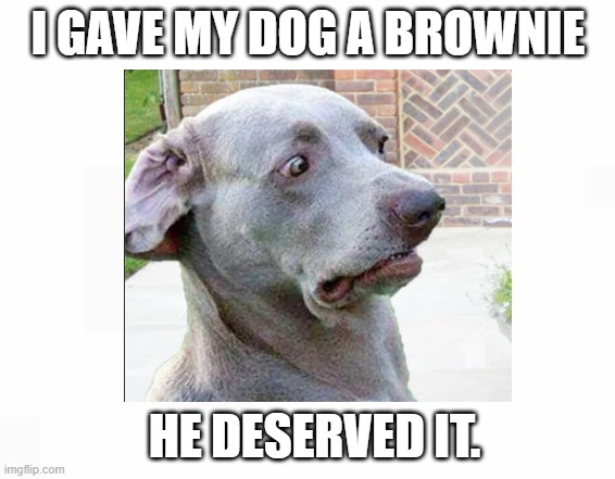 WOAH! | I GAVE MY DOG A BROWNIE; HE DESERVED IT. | image tagged in fun,funny,memes,dog,haha | made w/ Imgflip meme maker