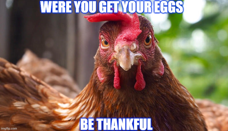 eggs | WERE YOU GET YOUR EGGS; BE THANKFUL | image tagged in eggs | made w/ Imgflip meme maker