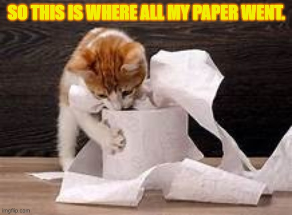 Funny cat memes | SO THIS IS WHERE ALL MY PAPER WENT. | image tagged in funny meme,lolcats | made w/ Imgflip meme maker