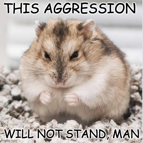 Angry Hamster says | THIS AGGRESSION; WILL NOT STAND, MAN | image tagged in you know what you did,hamster,cute | made w/ Imgflip meme maker