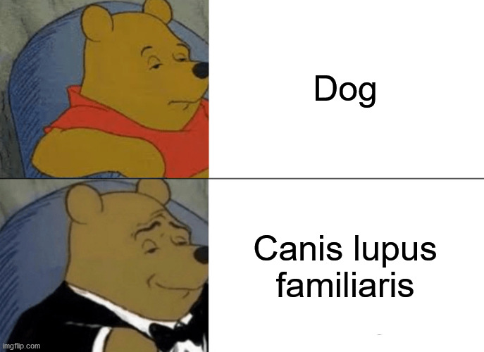 Scientific name | Dog; Canis lupus familiaris | image tagged in memes,tuxedo winnie the pooh | made w/ Imgflip meme maker