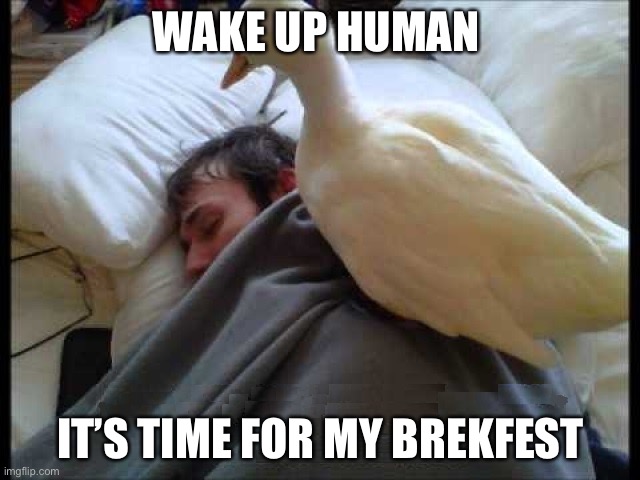 BED DUCK | WAKE UP HUMAN; IT’S TIME FOR MY BREKFEST | image tagged in bed duck | made w/ Imgflip meme maker