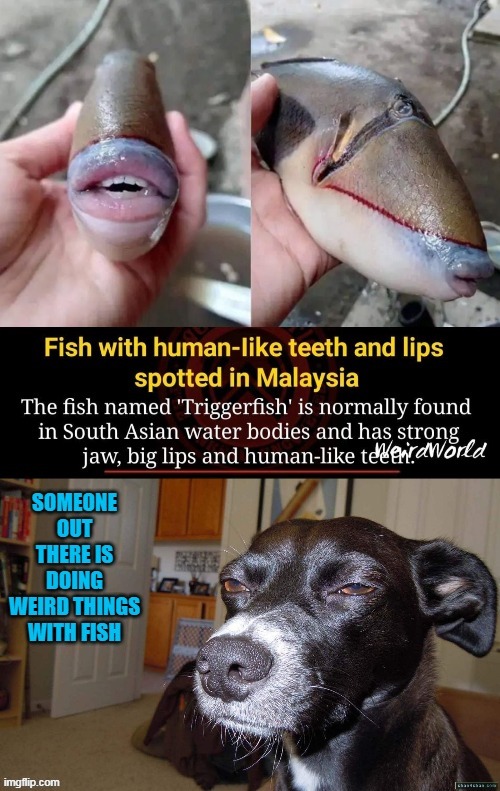 Somethin Fishy... | image tagged in news,fish | made w/ Imgflip meme maker