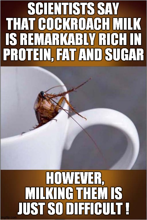 A Tasty Cockroachy Drink | SCIENTISTS SAY THAT COCKROACH MILK IS REMARKABLY RICH IN PROTEIN, FAT AND SUGAR; HOWEVER, MILKING THEM IS JUST SO DIFFICULT ! | image tagged in fun,cockroachs,milk,frontpage | made w/ Imgflip meme maker