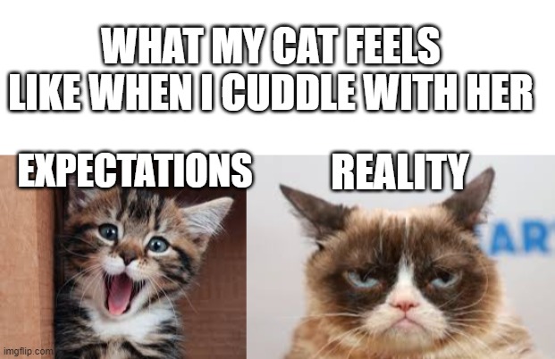 cats grumpy cat Memes & GIFs - Imgflip