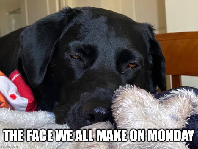 Monday’s | THE FACE WE ALL MAKE ON MONDAY | image tagged in memes | made w/ Imgflip meme maker