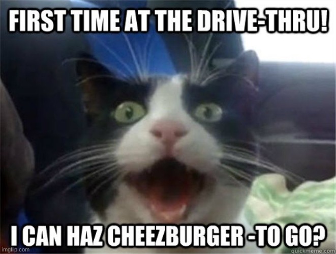 image tagged in funniest memes,cats,burger,fast food,funny | made w/ Imgflip meme maker