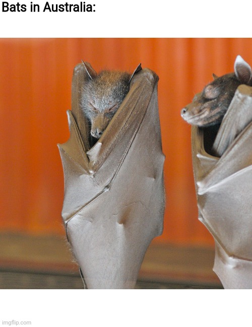 Bats in Australia | Bats in Australia: | image tagged in memes,australia,bats | made w/ Imgflip meme maker