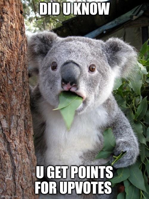 Surprised Koala Meme | DID U KNOW; U GET POINTS FOR UPVOTES | image tagged in memes,surprised koala | made w/ Imgflip meme maker