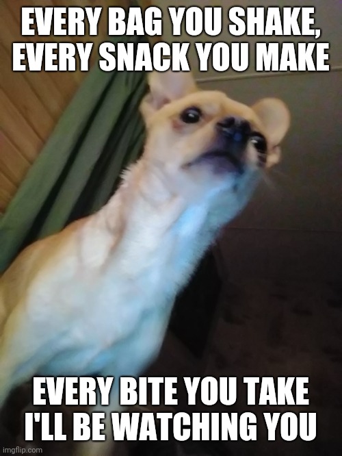 Snack | EVERY BAG YOU SHAKE, EVERY SNACK YOU MAKE; EVERY BITE YOU TAKE I'LL BE WATCHING YOU | image tagged in funny chihuahua | made w/ Imgflip meme maker