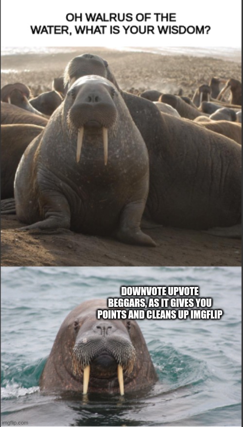 Walrus of wisdom | DOWNVOTE UPVOTE BEGGARS, AS IT GIVES YOU POINTS AND CLEANS UP IMGFLIP | image tagged in walrus of wisdom,fun,funny,meme,lol,too funny | made w/ Imgflip meme maker