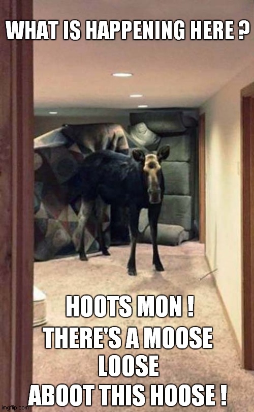 A Loose Moose | WHAT IS HAPPENING HERE ? HOOTS MON ! THERE'S A MOOSE; LOOSE; ABOOT THIS HOOSE ! | image tagged in fun,moose,song lyrics,frontpage | made w/ Imgflip meme maker