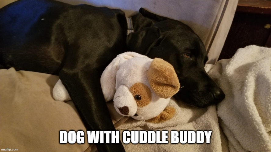 DOG WITH CUDDLE BUDDY | made w/ Imgflip meme maker