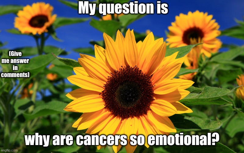 Happy Sunflower | My question is; (Give me answer in comments); why are cancers so emotional? | image tagged in zodiac,signs,cancer,emotional | made w/ Imgflip meme maker