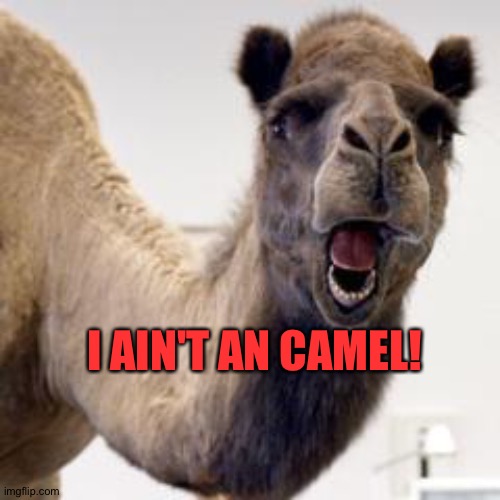 Camel | I AIN'T AN CAMEL! | image tagged in camel | made w/ Imgflip meme maker