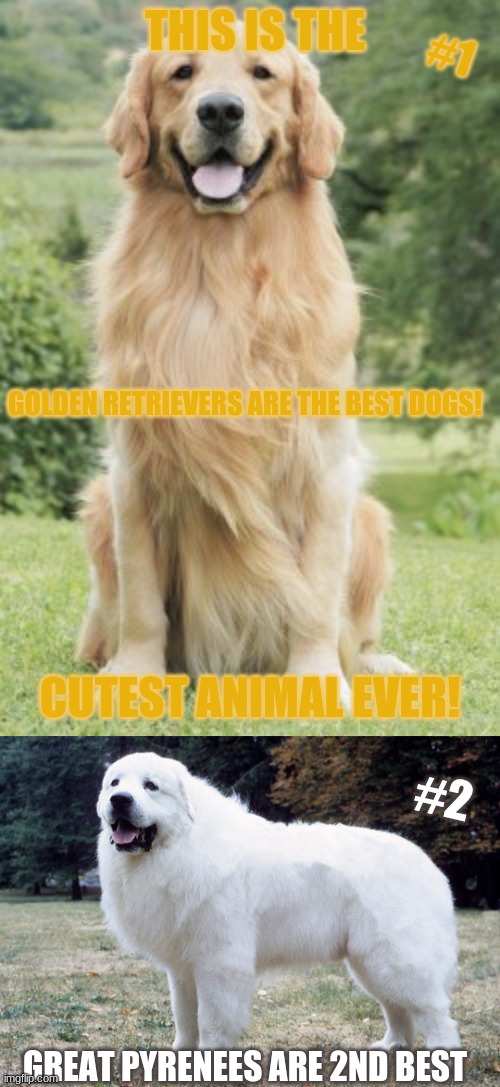 DOGGYS | THIS IS THE; #1; GOLDEN RETRIEVERS ARE THE BEST DOGS! CUTEST ANIMAL EVER! #2; GREAT PYRENEES ARE 2ND BEST | image tagged in dogs,cute dogs | made w/ Imgflip meme maker