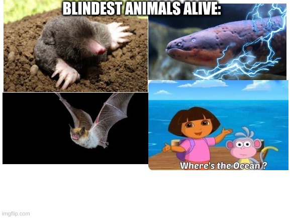 I don't really watch Dora, but my sister loves it. Also it might be a repost, I'm not sure. | BLINDEST ANIMALS ALIVE: | image tagged in blank white template | made w/ Imgflip meme maker