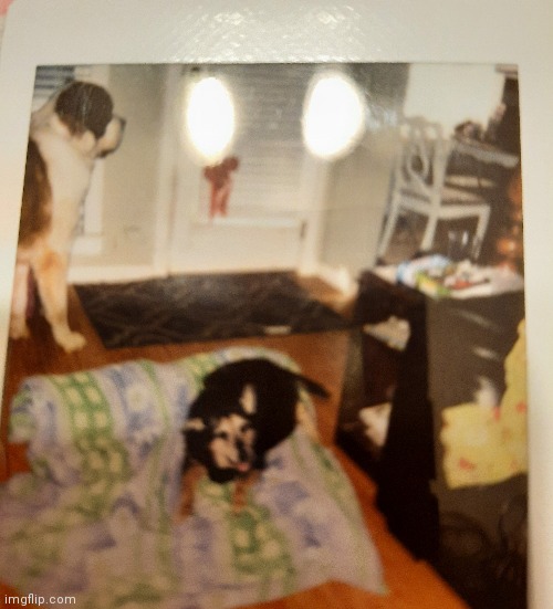 Rip my doggo | made w/ Imgflip meme maker