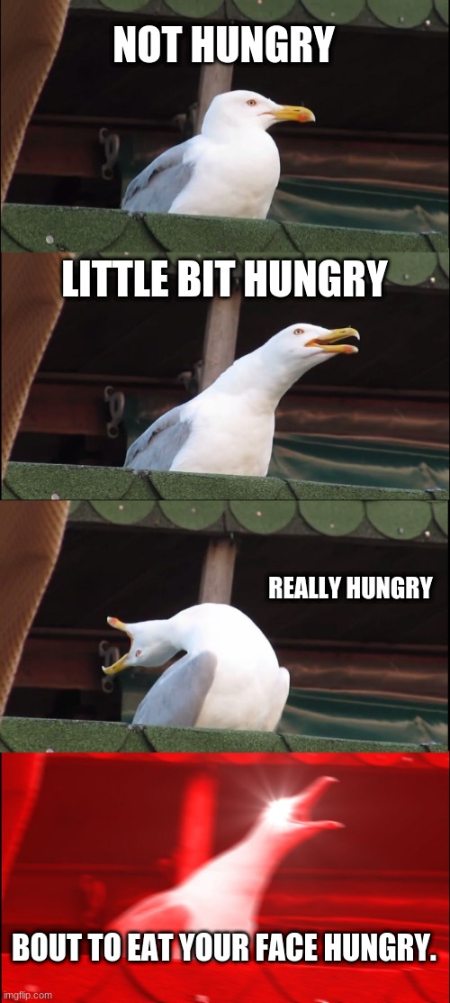 Inhaling Seagull | NOT HUNGRY; LITTLE BIT HUNGRY; REALLY HUNGRY; BOUT TO EAT YOUR FACE HUNGRY. | image tagged in memes,inhaling seagull | made w/ Imgflip meme maker