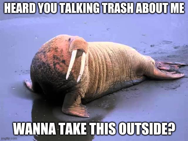 mad walrus |  HEARD YOU TALKING TRASH ABOUT ME; WANNA TAKE THIS OUTSIDE? | image tagged in walrus punk,funny,fun | made w/ Imgflip meme maker