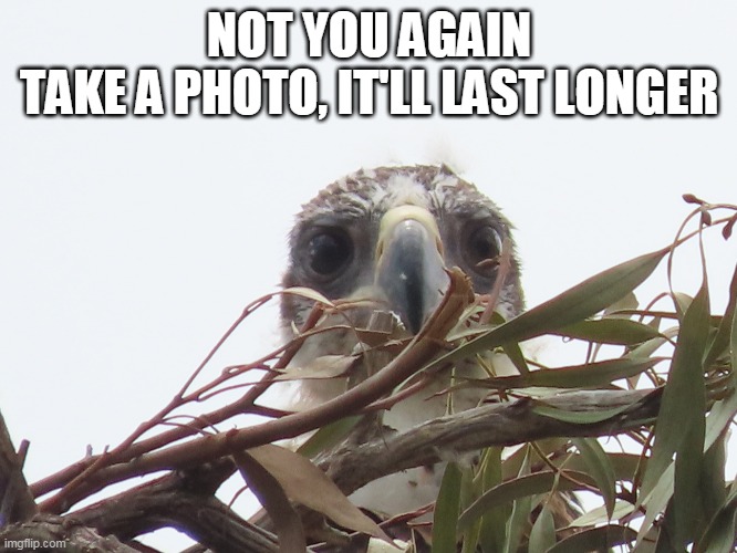 eagle | NOT YOU AGAIN
TAKE A PHOTO, IT'LL LAST LONGER | image tagged in eagle chic | made w/ Imgflip meme maker