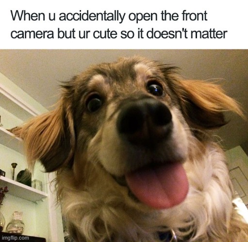 adorable | image tagged in cute dogs,dogs,funny,memes,wholesome,cute | made w/ Imgflip meme maker