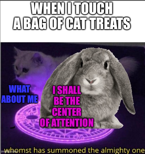 cat RABBIT | WHEN I TOUCH A BAG OF CAT TREATS; WHAT ABOUT ME; I SHALL BE THE CENTER OF ATTENTION | image tagged in cat,rabbit,attention | made w/ Imgflip meme maker
