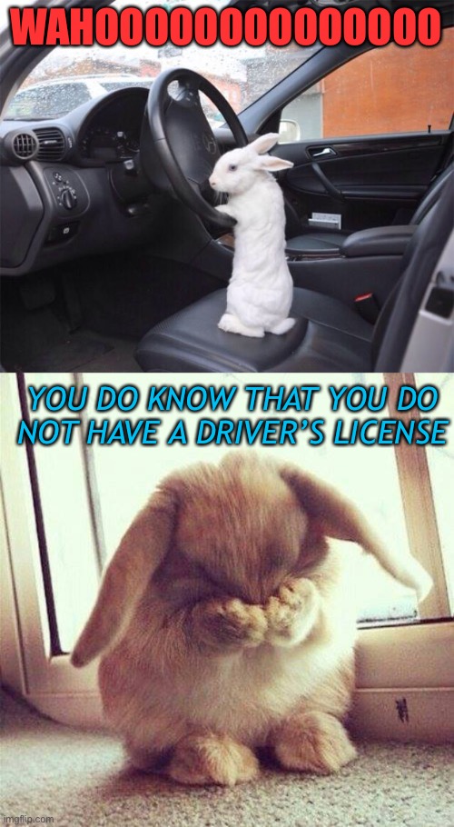 Wahoooooooo woops | WAHOOOOOOOOOOOOOO; YOU DO KNOW THAT YOU DO NOT HAVE A DRIVER’S LICENSE | image tagged in rabbit driver,shy rabbit | made w/ Imgflip meme maker