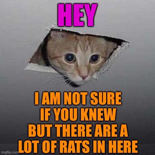 Ceiling Cat | HEY; I AM NOT SURE IF YOU KNEW BUT THERE ARE A LOT OF RATS IN HERE | image tagged in memes,ceiling cat | made w/ Imgflip meme maker