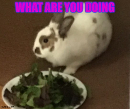 What r u doing | WHAT ARE YOU DOING | image tagged in rabbit | made w/ Imgflip meme maker